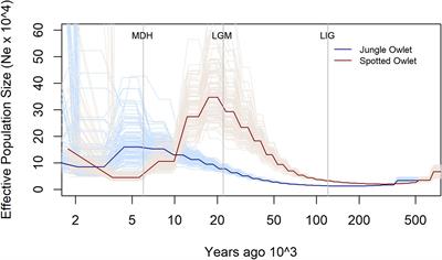 Contrasting Trends of Population Size Change for Two Eurasian Owlet Species—Athene brama and Glaucidium radiatum From South Asia Over the Late Quaternary